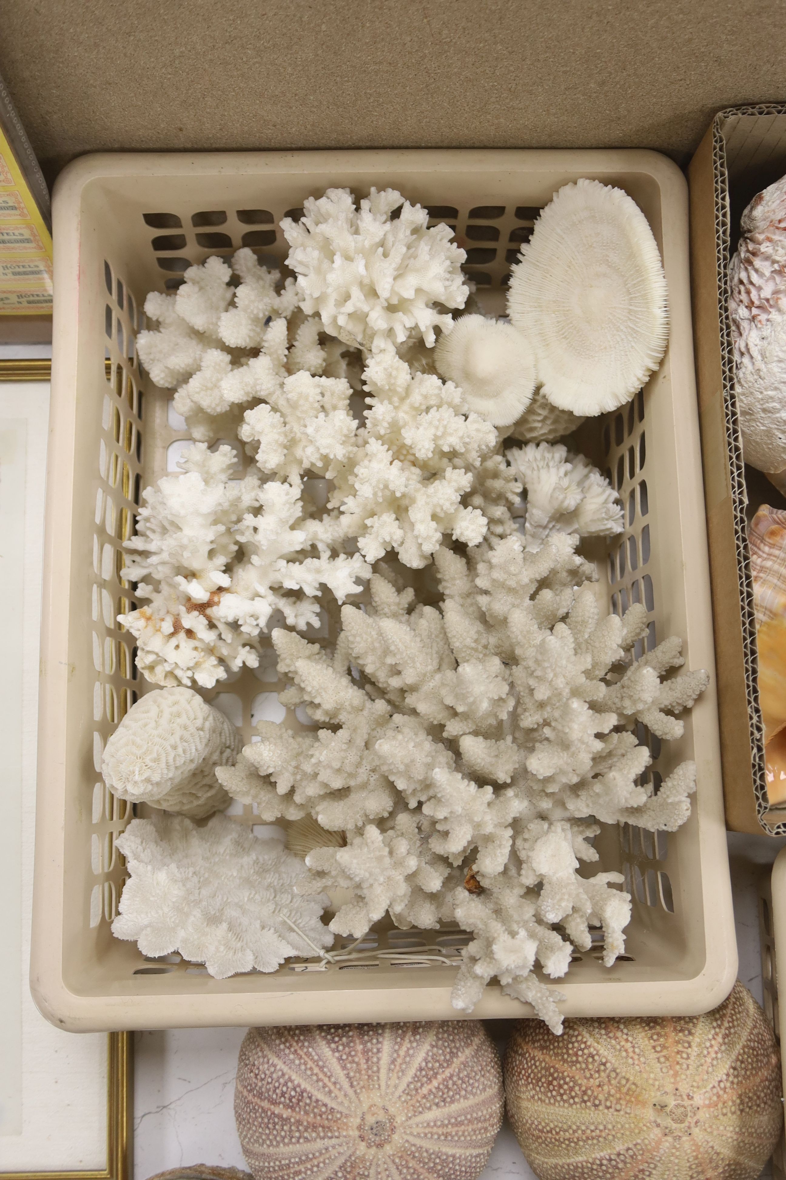 A large collection of assorted reef coral, tropical sea shell specimens etc.